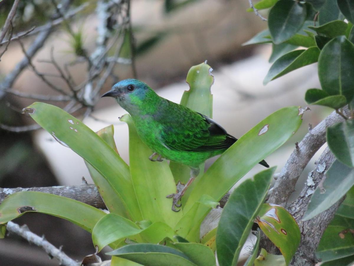 Pousada Biso Finoca Ibiraquera Imbituba  Bagian luar foto