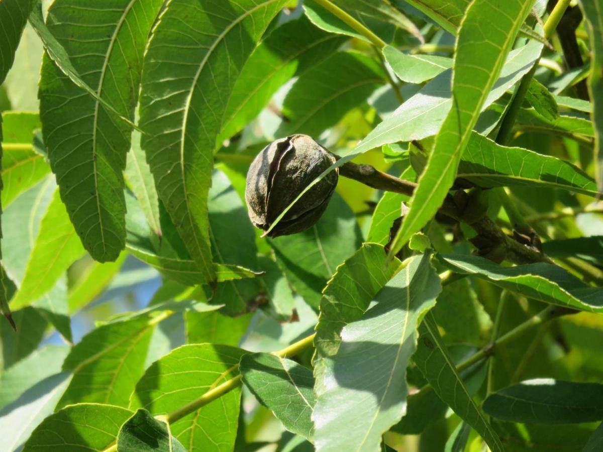 Pousada Biso Finoca Ibiraquera Imbituba  Bagian luar foto